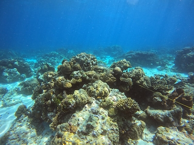 Where Science Meets Local Wisdom: Safeguarding Indonesia's Coral Reefs