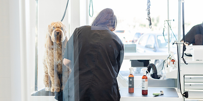 From Childhood Roots to a Carrollwood Homecoming: Sparkle Grooming Co. Opens October 12