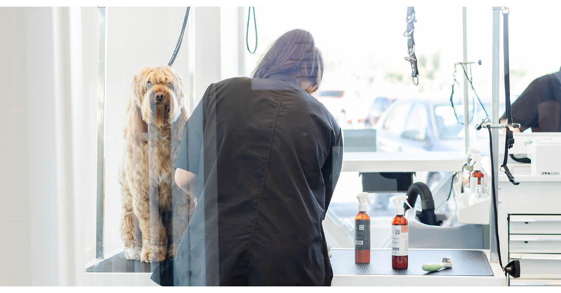 From Childhood Roots to a Carrollwood Homecoming: Sparkle Grooming Co. Opens October 12