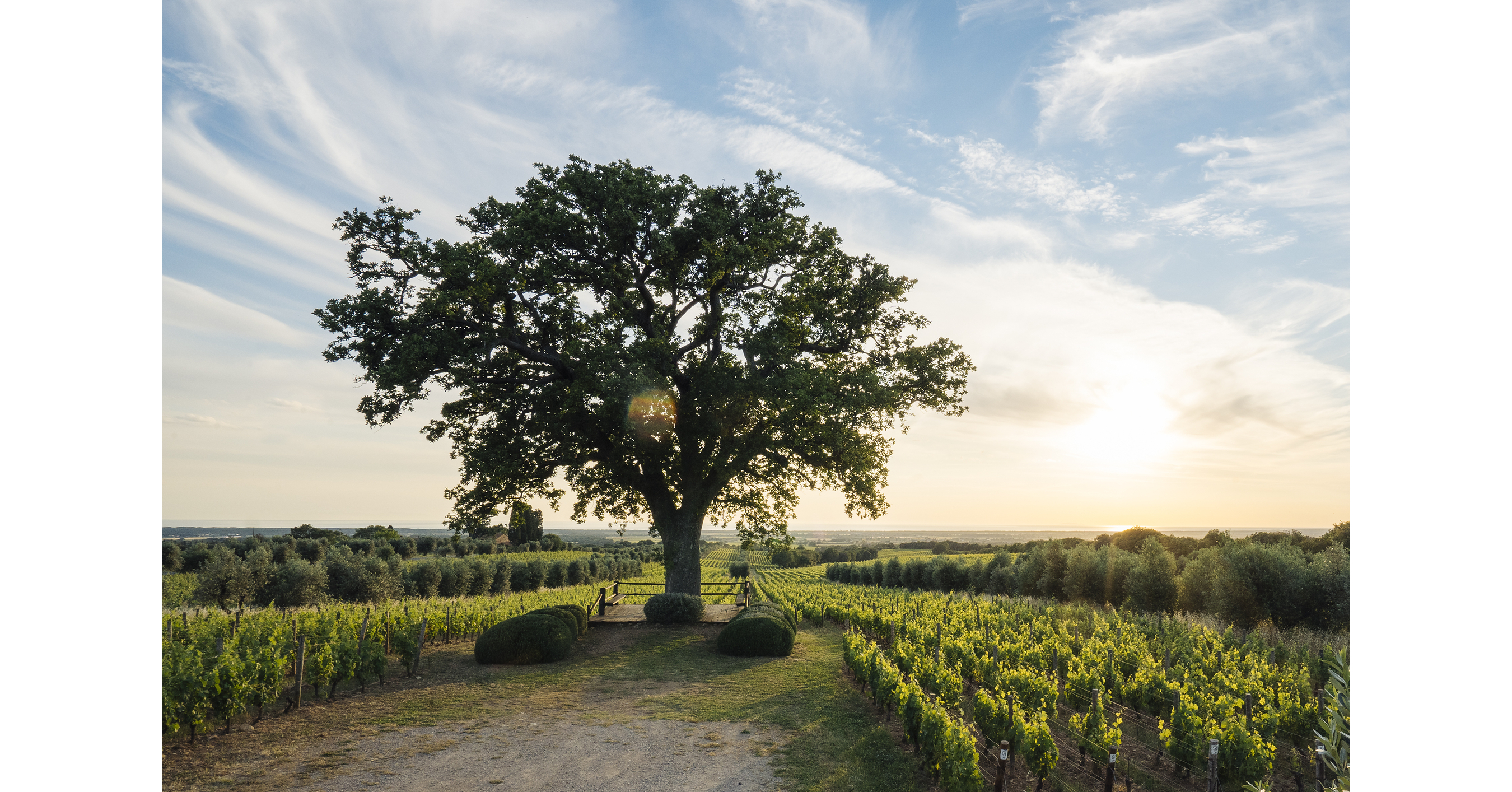 Ornellaia's 2026 Harvest: An Exercise in Listening to the Vines