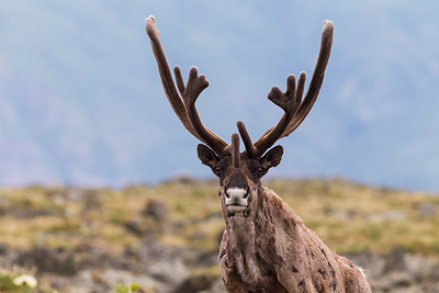 WWF Living Planet Report: Wildlife population sizes decline by an average of 73% globally