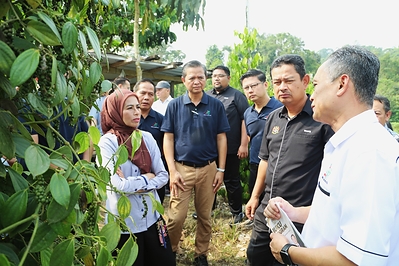 The Minister of Plantation and Commodities, YB Datuk Seri Dr. Noraini Ahmad, during her visit to Mr Nalong anak Jantan’s pepper farm in Nanga Langu, Julau, engaging with Sarawak’s pepper-growing community.