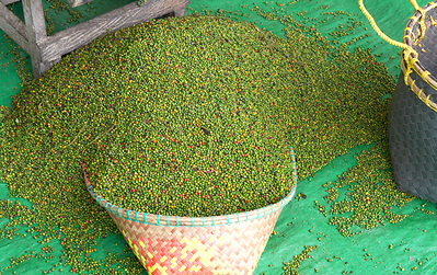 Freshly harvested pepper berries before processing — the beginning of a journey shaped by careful handling, quality and authentic Sarawak origin.