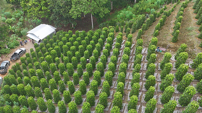 GI-Certified Sarawak Pepper Positioned for Greater Global Recognition