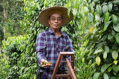 Pepper grower Segan Anak Jubin at his farm in Julau, Sarawak, where generations of knowledge and careful cultivation help sustain the quality and heritage of Sarawak Pepper.