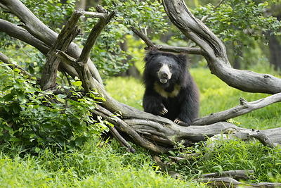 Wildlife SOS announces National Sloth Bear Symposium to strengthen conservation efforts in India