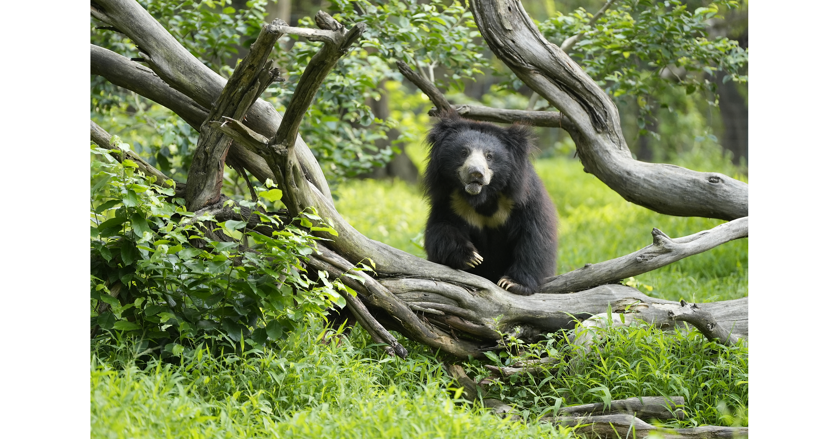 Wildlife SOS announces National Sloth Bear Symposium to strengthen conservation efforts in India