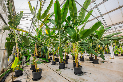 Yellowdish, The Fertile Cavendish Breeding Line