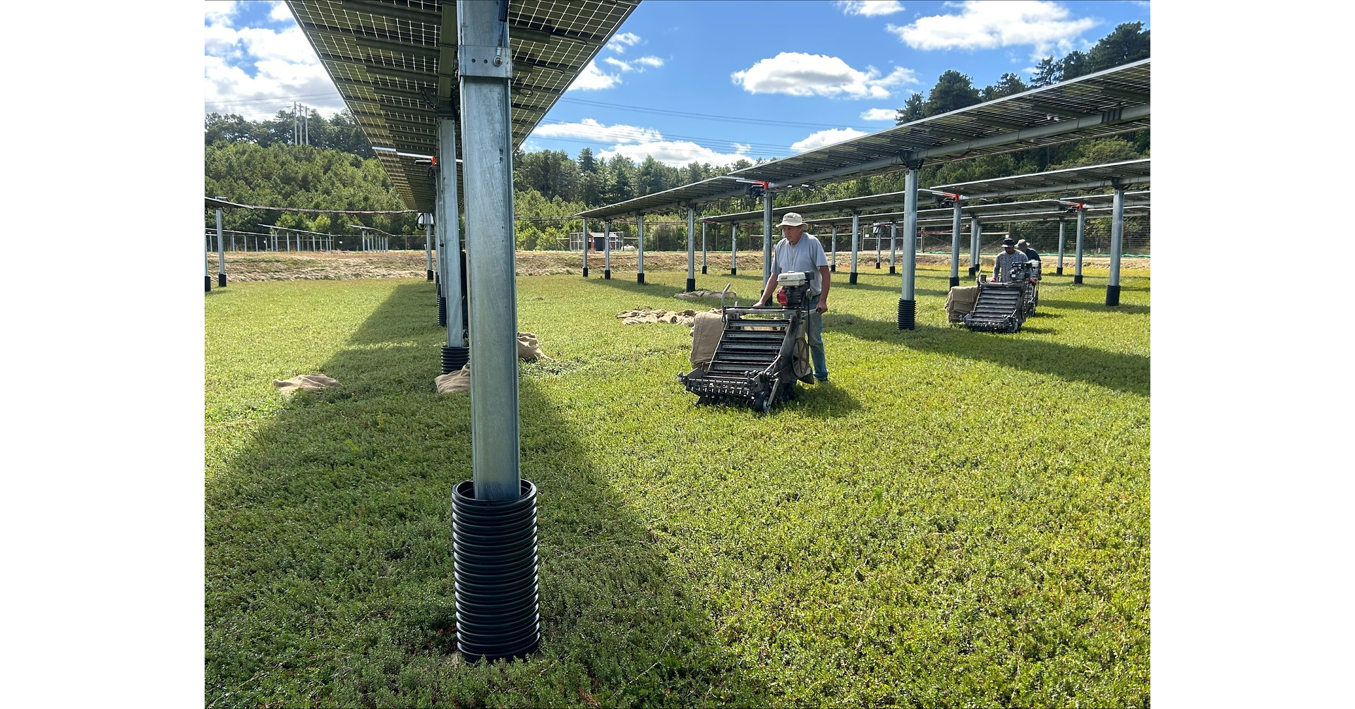 Distributed Energy Infrastructure Celebrates Harvest of Groundbreaking Cranberry Agrivoltaic Wetlands