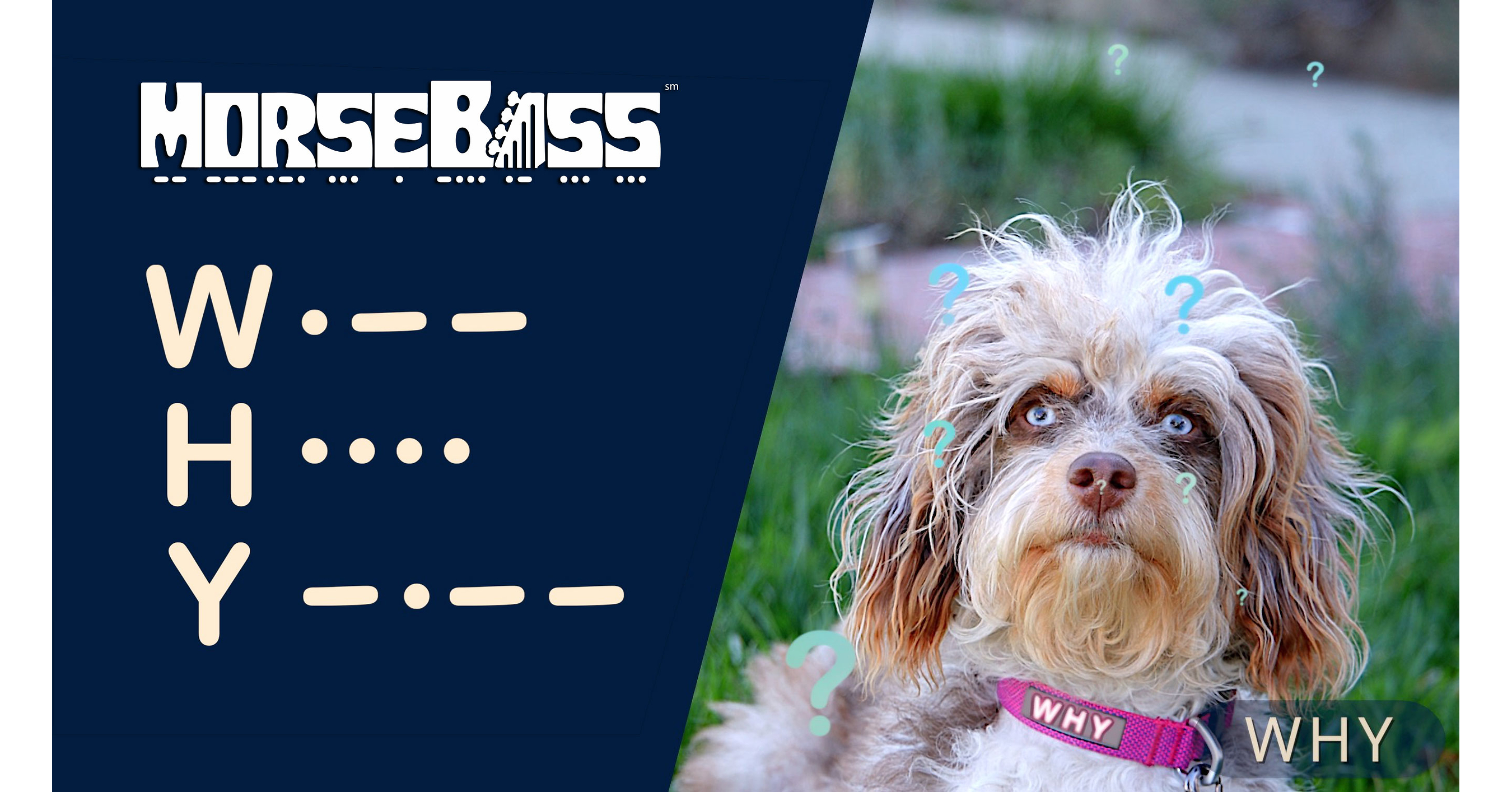 Who Would Imagine You Could Learn Morse Code with Puppies?