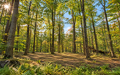 Private Wooded Acreage in the Berkshires, MA Private Wooded Acreage in the Berkshires, MA