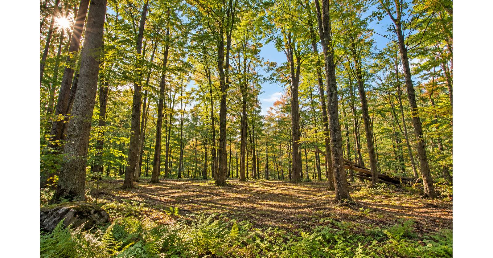 Brookside Preserve to Release Private Wooded Acreage in the Berkshires at One Day Grand Opening