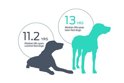 25 Years Later, Landmark Purina Life Span Study Still Shapes Healthy Weight Conversations for Dogs