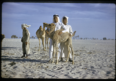 Credit line: Peter Leach © Department of Culture and Tourism-Abu Dhabi, Zayed National Museum Collection Credit line: Peter Leach © Department of Culture and Tourism-Abu Dhabi, Zayed National Museum Collection