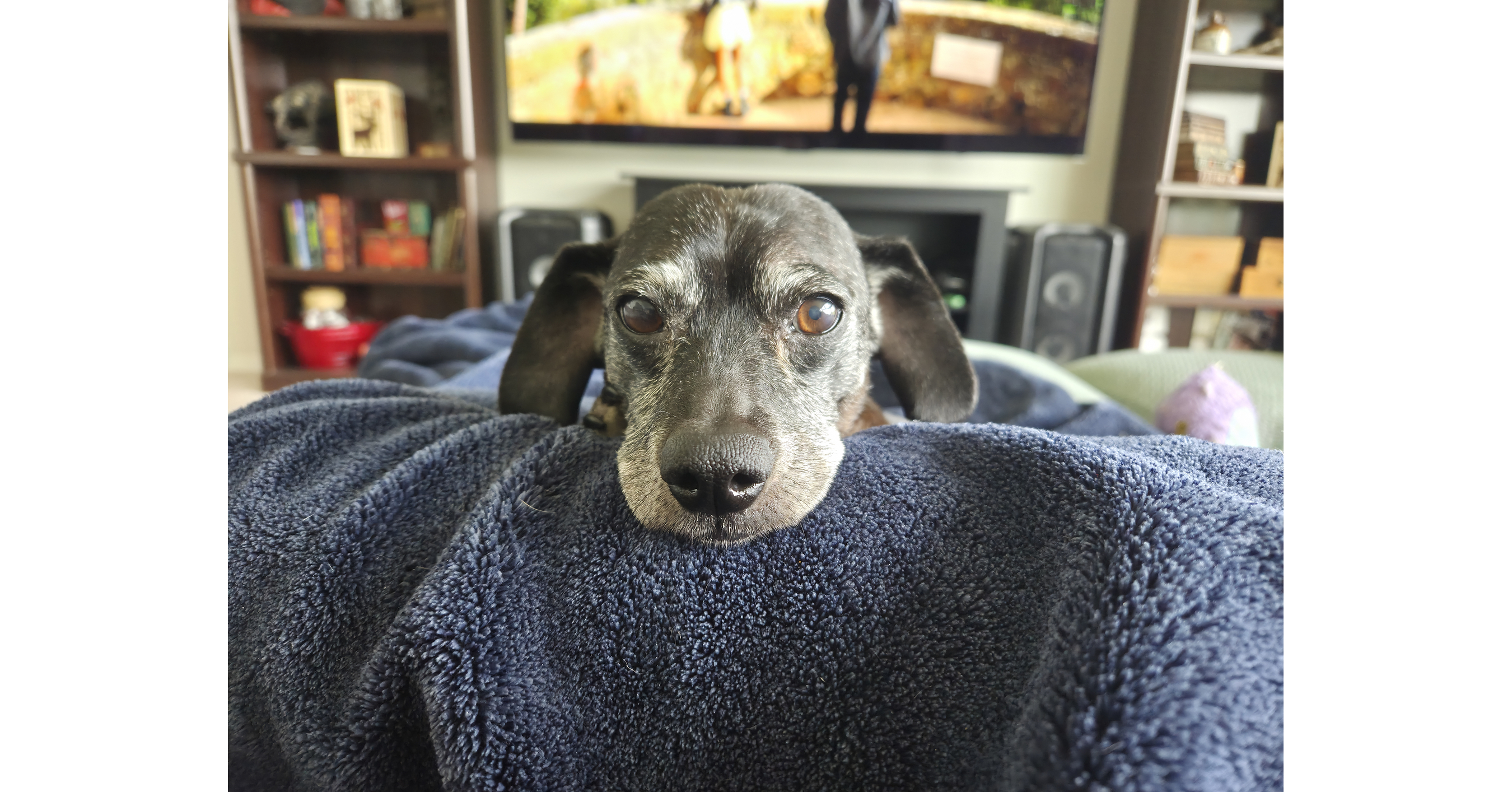 Toxic Mushroom Poisons Playful Pooch