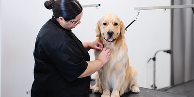 Sparkle Grooming Co. Opens New Johns Creek Salon