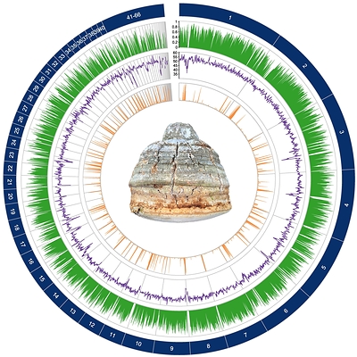 Paul Stamets and Fungi Perfecti Scientists Publish First-Ever Complete Genome Assembly for Rare Agarikon Fungus in Groundbreaking Peer-Reviewed Research