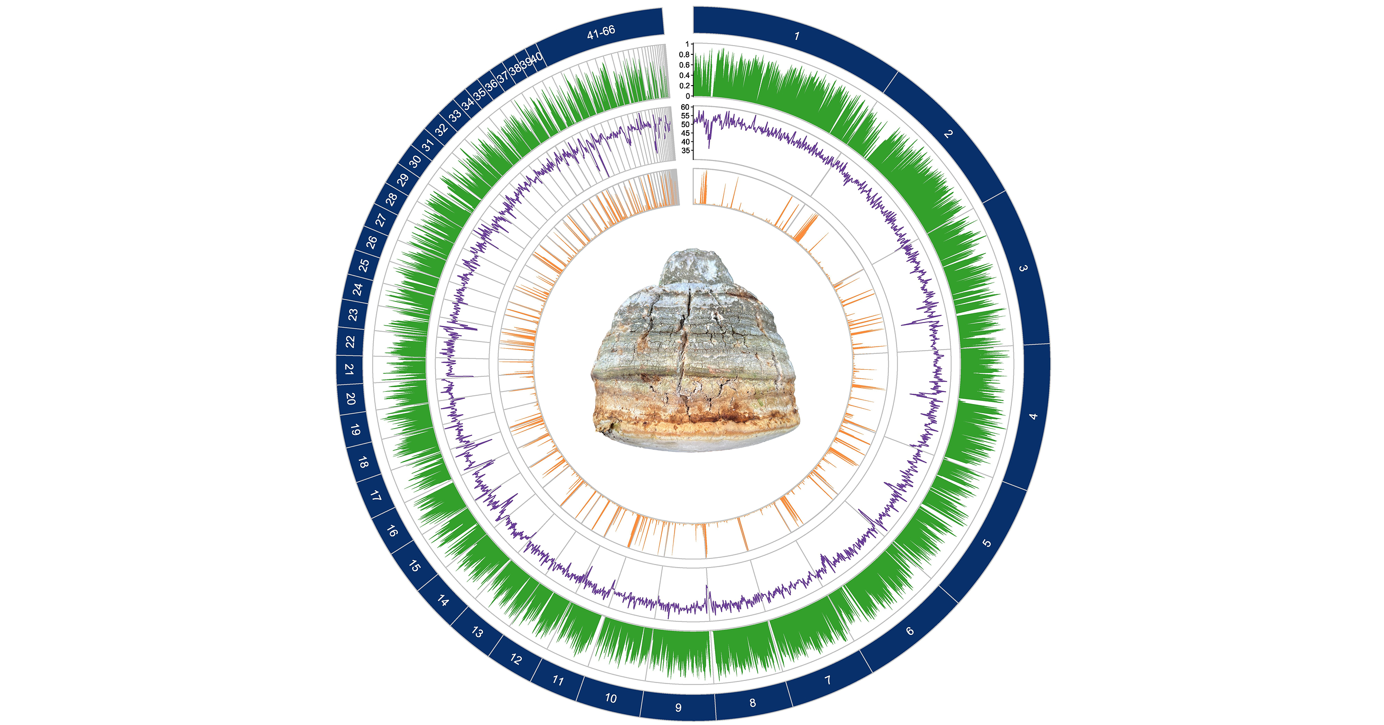 Paul Stamets and Fungi Perfecti Scientists Publish First-Ever Complete Genome Assembly for Rare Agarikon Fungus in Groundbreaking Peer-Reviewed Research