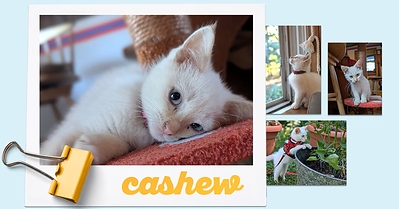 Purina Puppy Chow and Kitten Chow Appoint New Chief Snuggle Officers