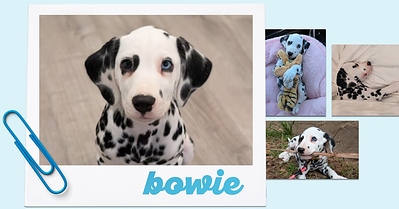 Meet Bowie, the new Chief Snuggle Officer for Puppy Chow