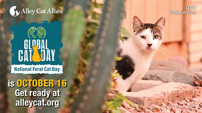 On Global Cat Day® and National Feral Cat Day®, October 16, Alley Cat Allies Calls for Worldwide Action for Cats