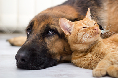 National Anti-Vivisection Society calls for public support for COMPACT Act