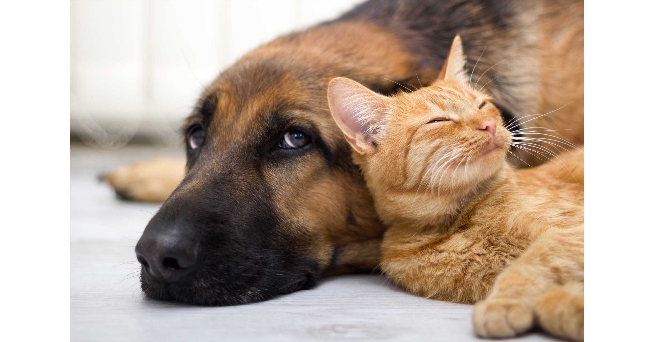 National Anti-Vivisection Society calls for public support for COMPACT Act