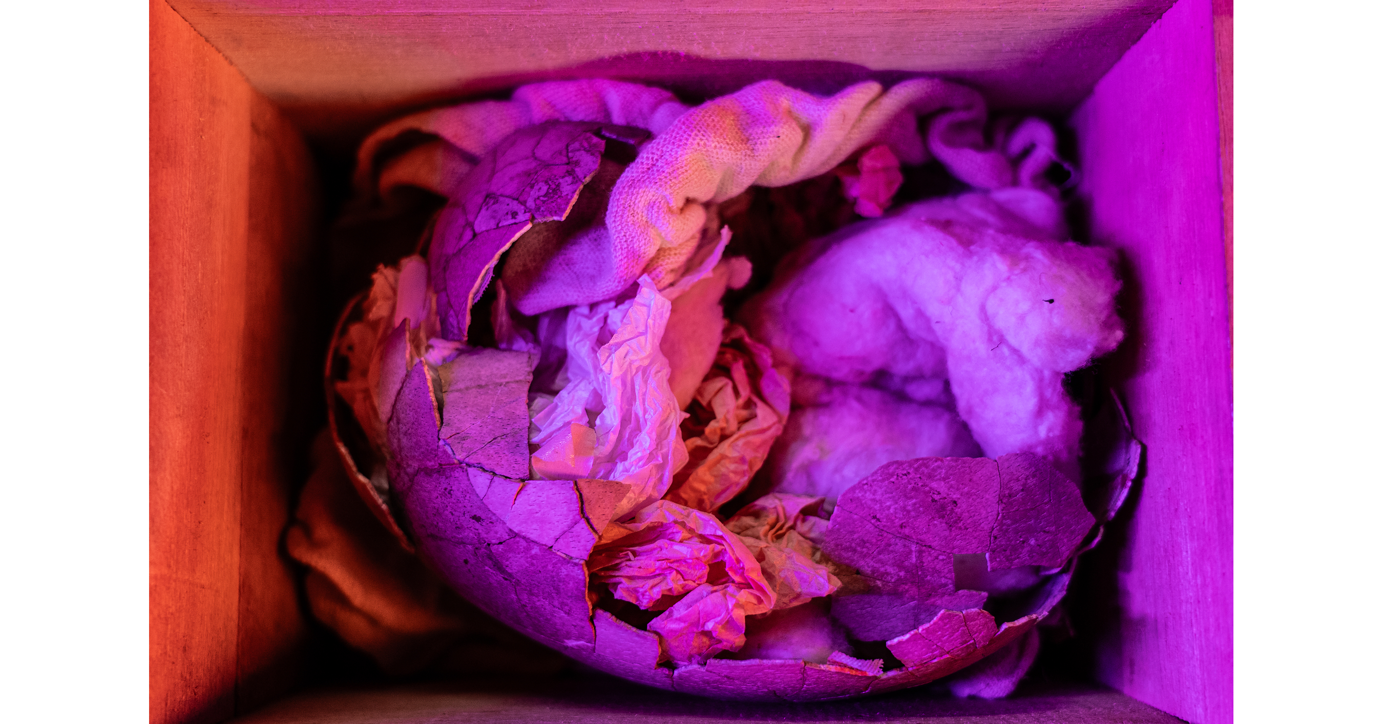 Colossal to Repatriate Rare Moa Egg to Aotearoa (New Zealand)