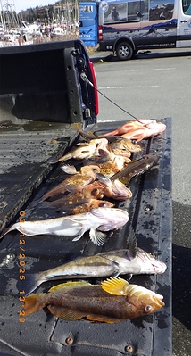Deux pêcheurs récréatifs condamnés à payer une amende de 8 750 $ pour avoir conservé des sébastes pendant une période de fermeture de la pêche et pour avoir dépassé les limites de prises
