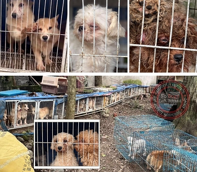 This is one of the dog trafficking facilities in East Asia shut down by No Dogs Left Behind. This facility was shut down on October 12, 2026. All dogs were saved. This is one of the dog trafficking facilities in East Asia shut down by No Dogs Left Behind. This facility was shut down on October 12, 2026. All dogs were saved.