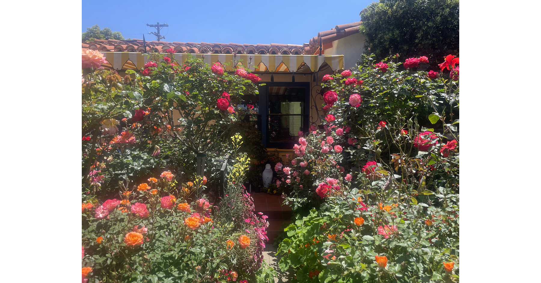 The San Diego Rose Society Hosts the San Diego World Rose Symposium April 30 to May 4, 2027