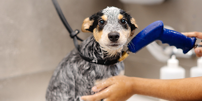 Sparkle Grooming Co. To Open Broken Arrow Salon Oct. 26