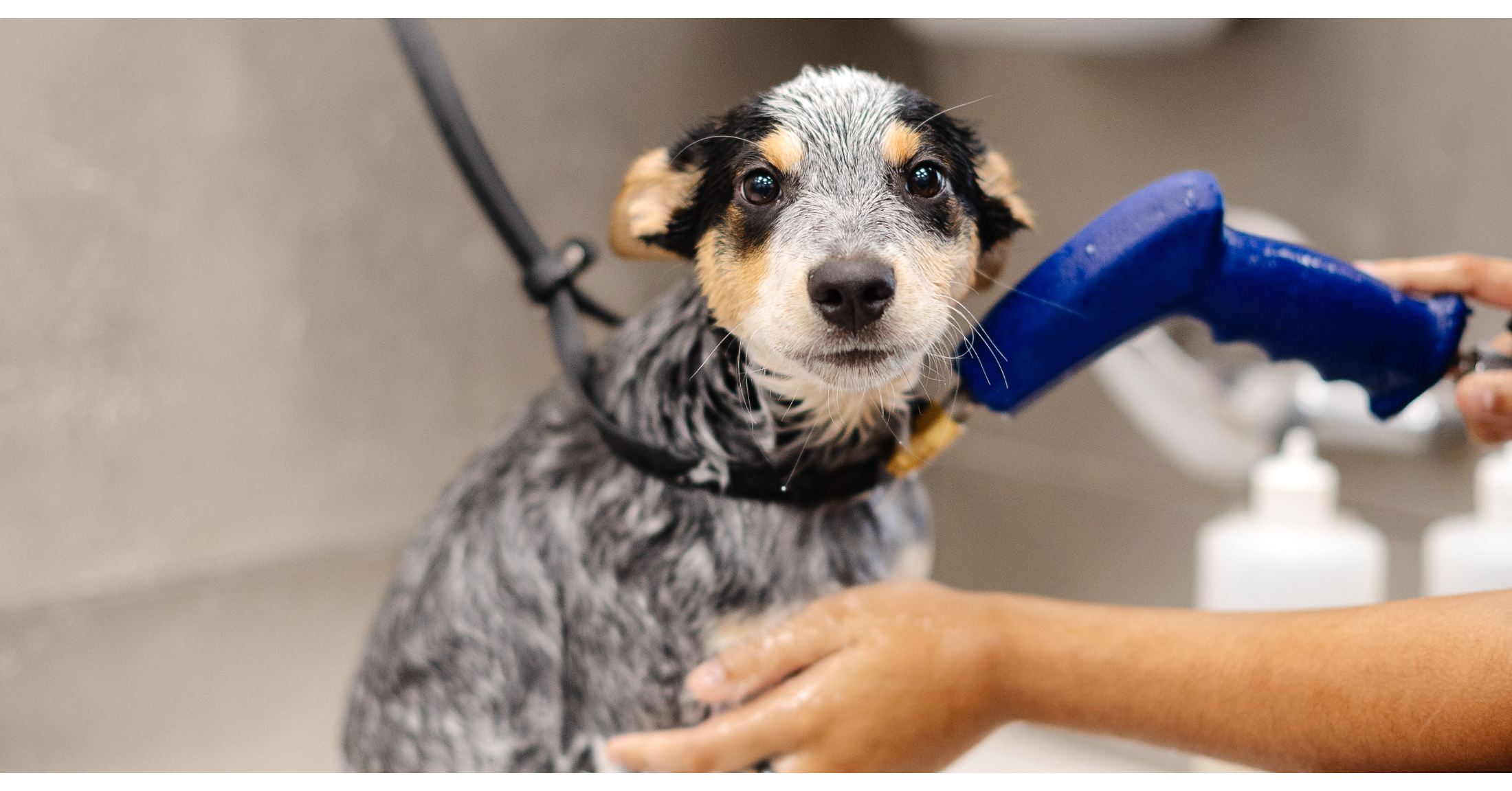 Sparkle Grooming Co. To Open Broken Arrow Salon Oct. 26