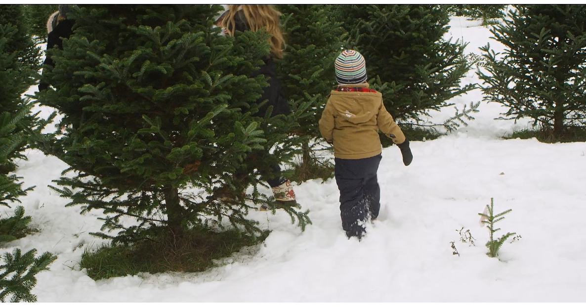 Survey Reveals Top Reasons Why Shoppers Choose Real Christmas Trees