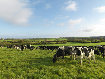 Truly Grass Fed butter and cheese use dairy from 95% grass-fed cows from their Irish farmer owned co-op.