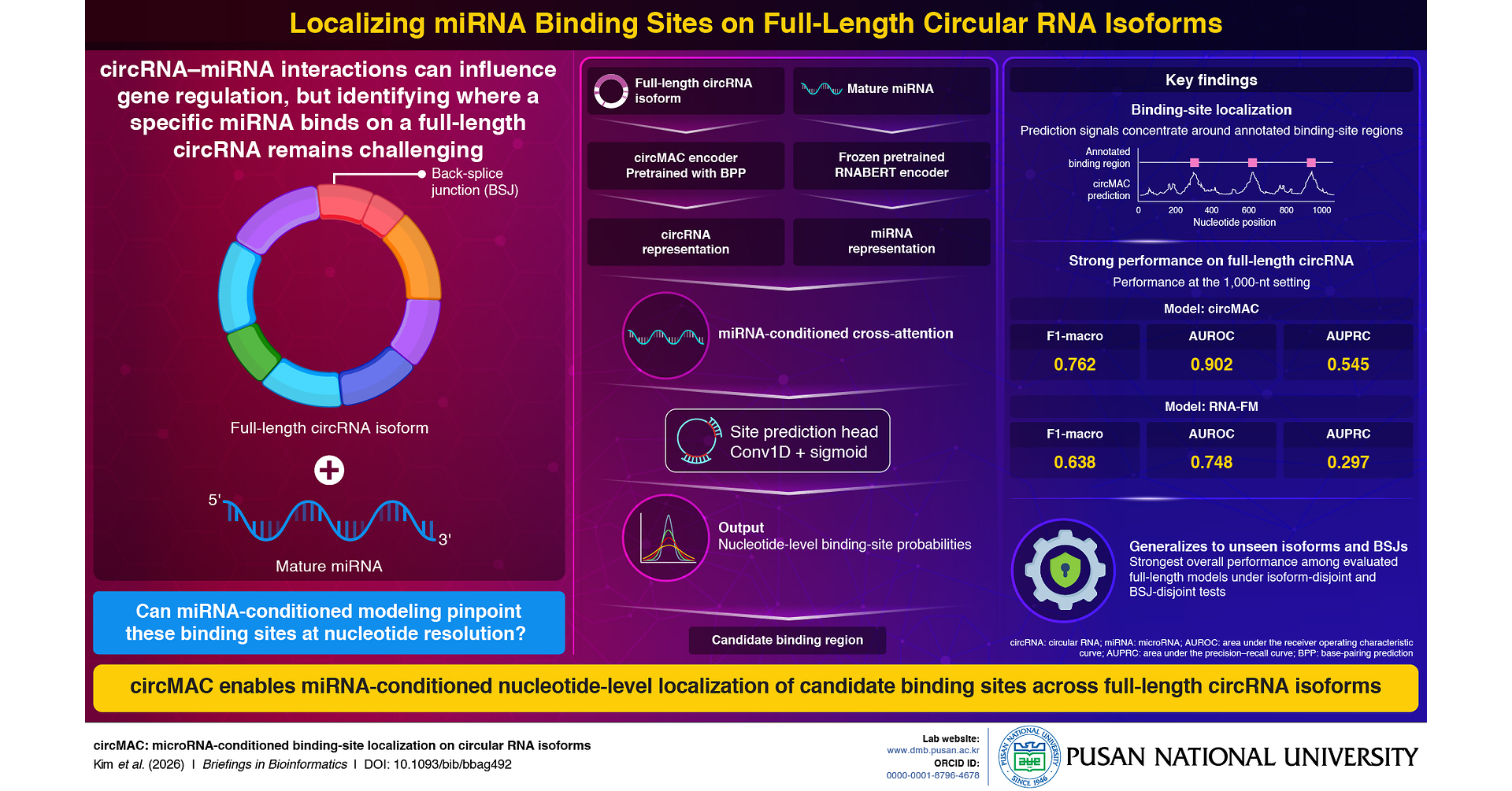 Pusan National University Researchers Develop AI Tool to Map MicroRNA Binding Sites on Circular RNAs
