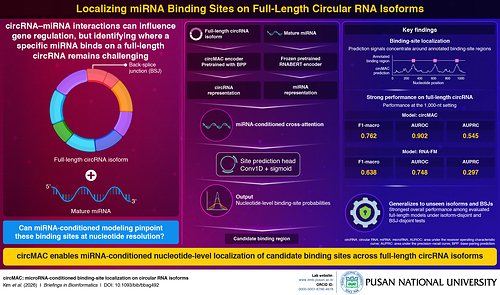 circMAC uses AI to identify candidate microRNA binding regions across full-length circular RNA isoforms while preserving sequence continuity at the back-splice junction. circMAC uses AI to identify candidate microRNA binding regions across full-length circular RNA isoforms while preserving sequence continuity at the back-splice junction.