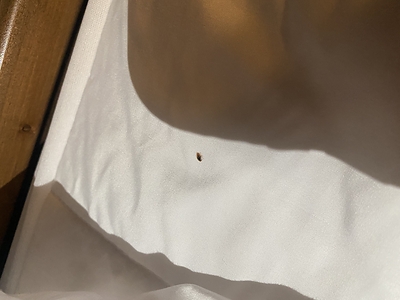 One Jury Verdict. Five More Lawsuits. Great Wolf Lodge Manteca Faces New Bed Bug Claims