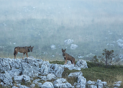Much Better Adventures Debuts Wildlife Collection To Encourage Active Wildlife Trips