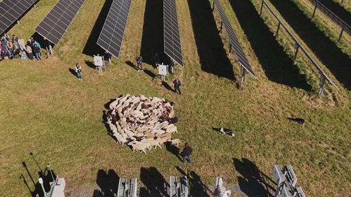 Chaberton Energy, Pivot Energy Showcase How Sheep and Solar Share Maryland Land