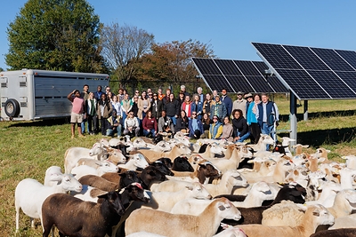 Chaberton Energy, Pivot Energy Showcase How Sheep and Solar Share Maryland Land