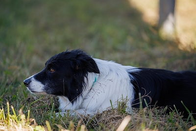 On the job at Project Catherine. Four working dogs herded more than 80 sheep for guests at the Cooksville, Md., community solar site on Oct. 21, 2026.
