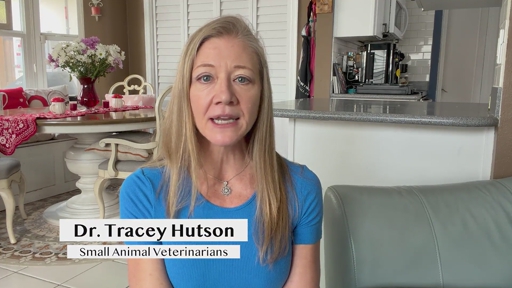 In HelloNation, Veterinary Expert Dr. Tracey Hutson Shares Guidance on Senior Pet Care