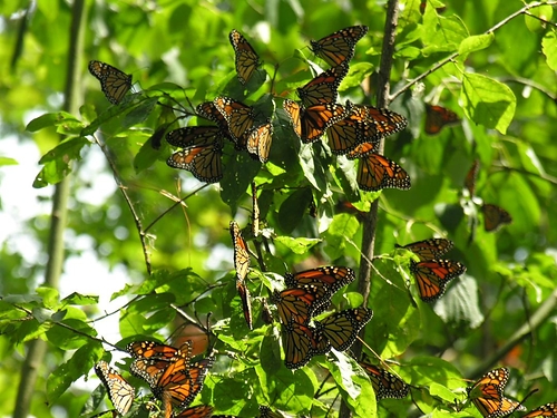 Monarch Butterflies Roosting, Thickson's Woods Nature Reserve © James Kamstra Monarch Butterflies Roosting, Thickson's Woods Nature Reserve © James Kamstra