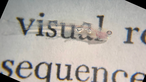 Printed letters are visible through the nearly transparent body of Danionella cerebrum, a tiny fish opening new possibilities for studying the vertebrate brain. Credit: Kutay Deniz Atabay/Whitehead Institute Printed letters are visible through the nearly transparent body of Danionella cerebrum, a tiny fish opening new possibilities for studying the vertebrate brain. Credit: Kutay Deniz Atabay/Whitehead Institute