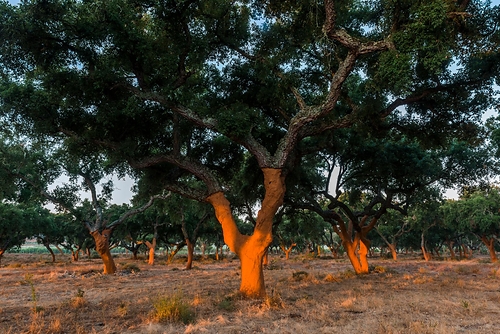 A cork tree in the Montado forest, in the Alentejo region This image opens in the lightbox