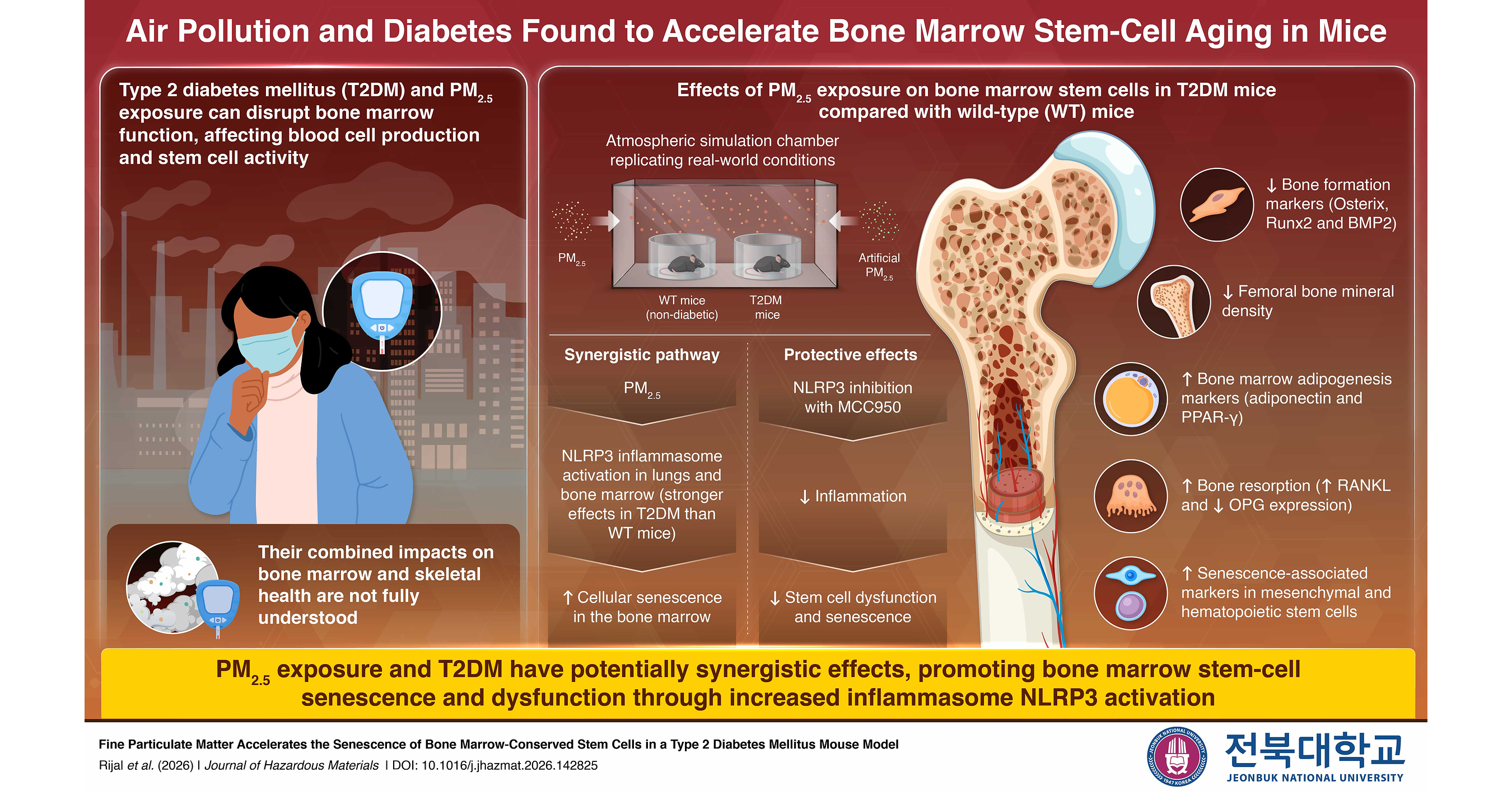 Jeonbuk National University Study Reveals Why Diabetics Are More Vulnerable to Air Pollution's Cellular Toll
