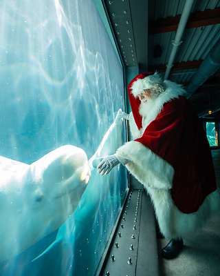 SeaWorld's Christmas Celebration 