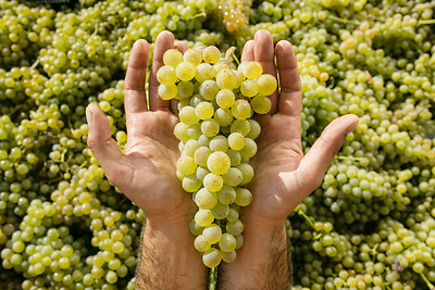 Before Orange Wine Was Trendy, Georgia Was Making It 8,000 Years Ago