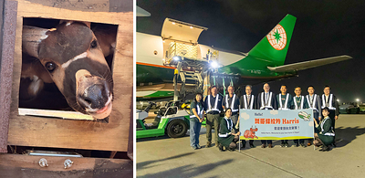 EVA Air Transports Eastern Bongo from the U.S. to Taiwan in Support of Wildlife Conservation